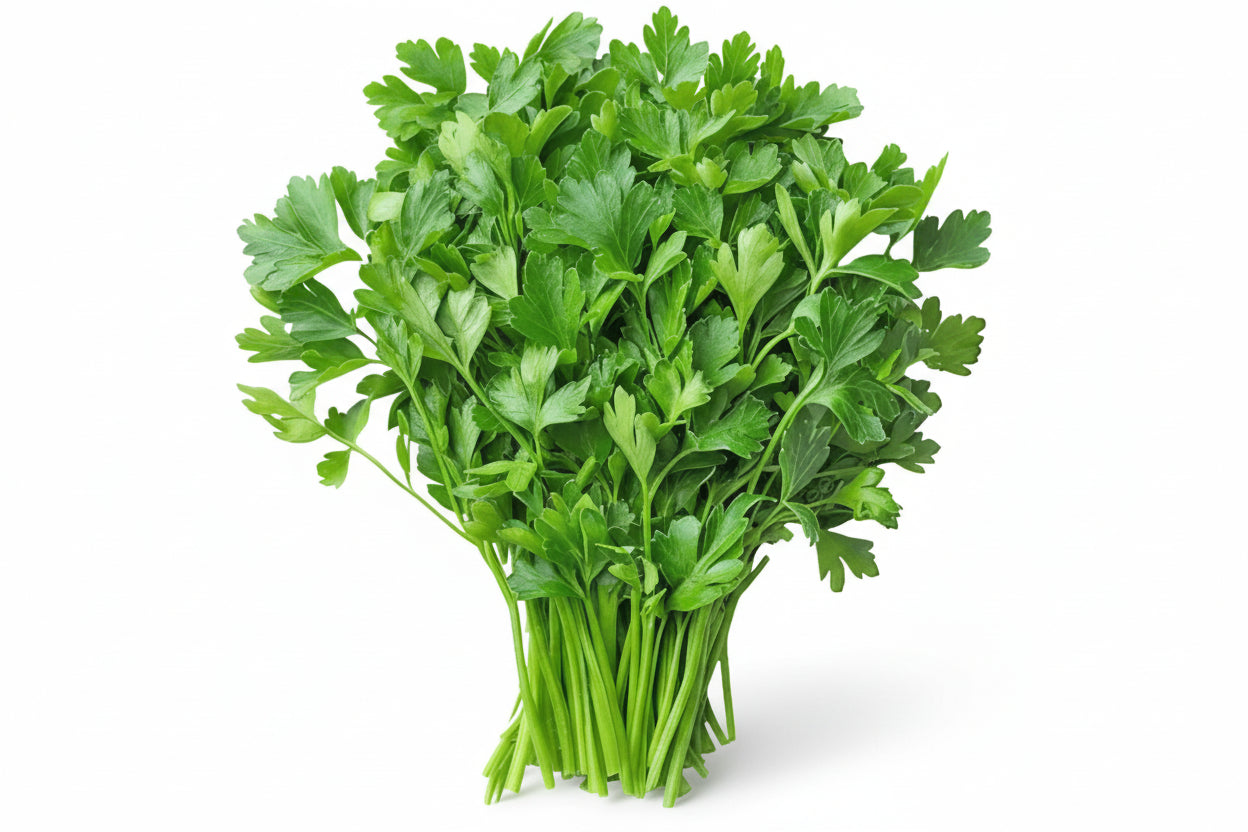 FRESH CORIANDER (1KG)