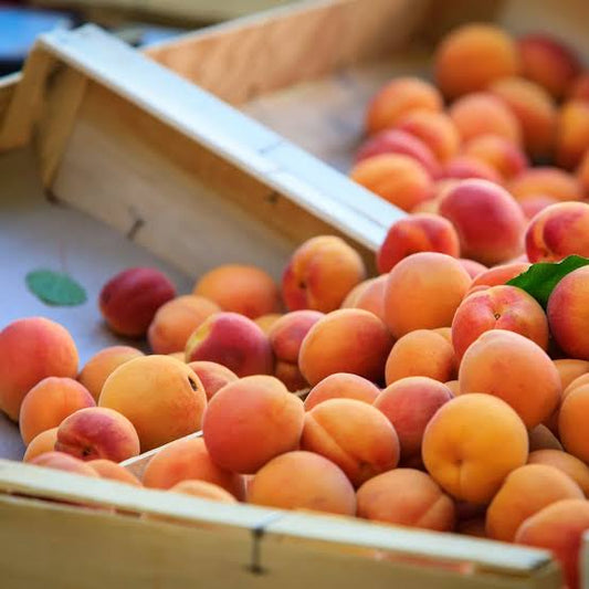 fresh apricot